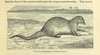Picture 8 of 233 from Beeton's Historical Romances, Daring Deeds, and Animal Stories. Illustrated, etc (1871), leaf 39