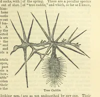 An illustration from Beeton's Historical Romances, Daring Deeds, and Animal Stories. Illustrated, etc (1871)