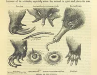 An illustration from Beeton's Historical Romances, Daring Deeds, and Animal Stories. Illustrated, etc (1871)