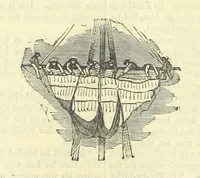 An illustration from Beeton's Historical Romances, Daring Deeds, and Animal Stories. Illustrated, etc (1871)