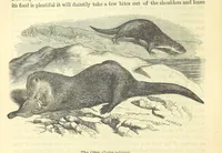 An illustration from Beeton's Historical Romances, Daring Deeds, and Animal Stories. Illustrated, etc (1871)