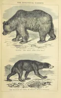 An illustration from Beeton's Historical Romances, Daring Deeds, and Animal Stories. Illustrated, etc (1871)