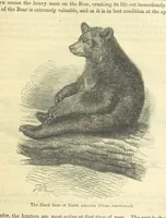 An illustration from Beeton's Historical Romances, Daring Deeds, and Animal Stories. Illustrated, etc (1871)