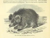 An illustration from Beeton's Historical Romances, Daring Deeds, and Animal Stories. Illustrated, etc (1871)