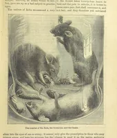 An illustration from Beeton's Historical Romances, Daring Deeds, and Animal Stories. Illustrated, etc (1871)