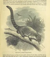 An illustration from Beeton's Historical Romances, Daring Deeds, and Animal Stories. Illustrated, etc (1871)