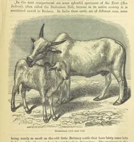 Picture 127 of 233 from Beeton's Historical Romances, Daring Deeds, and Animal Stories. Illustrated, etc (1871), leaf 699