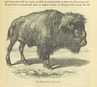 An illustration from Beeton's Historical Romances, Daring Deeds, and Animal Stories. Illustrated, etc (1871)