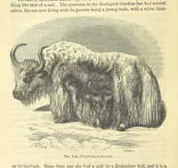 An illustration from Beeton's Historical Romances, Daring Deeds, and Animal Stories. Illustrated, etc (1871)