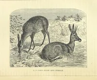 An illustration from Beeton's Historical Romances, Daring Deeds, and Animal Stories. Illustrated, etc (1871)