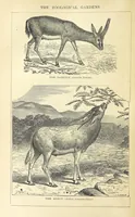 An illustration from Beeton's Historical Romances, Daring Deeds, and Animal Stories. Illustrated, etc (1871)