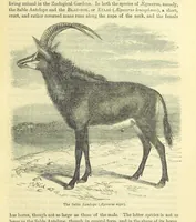 An illustration from Beeton's Historical Romances, Daring Deeds, and Animal Stories. Illustrated, etc (1871)