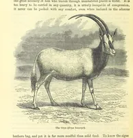 An illustration from Beeton's Historical Romances, Daring Deeds, and Animal Stories. Illustrated, etc (1871)