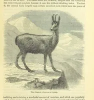 An illustration from Beeton's Historical Romances, Daring Deeds, and Animal Stories. Illustrated, etc (1871)