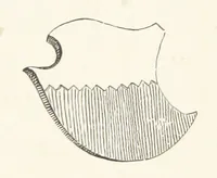 An illustration from Die Insel Rhodus, aus eigener Anschauung und nach den vorhandenen Quellen historisch, geographisch, archäologisch, malerisch beschrieben und durch Originalradirungen und Holzschnitte nach eigenen Naturstudien und Zeichnungen illustrirt. F.P (1862)
