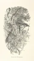 Picture 125 of 206 from Die Insel Rhodus, aus eigener Anschauung und nach den vorhandenen Quellen historisch, geographisch, archäologisch, malerisch beschrieben und durch Originalradirungen und Holzschnitte nach eigenen Naturstudien und Zeichnungen illustrirt. F.P (1862), leaf 380