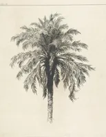 An illustration from Die Insel Rhodus, aus eigener Anschauung und nach den vorhandenen Quellen historisch, geographisch, archäologisch, malerisch beschrieben und durch Originalradirungen und Holzschnitte nach eigenen Naturstudien und Zeichnungen illustrirt. F.P (1862)