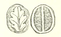 Picture 26 of 73 from L'Île de Rhodes, etc. [With a map (1881), leaf 424