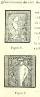 Picture 31 of 73 from L'Île de Rhodes, etc. [With a map (1881), leaf 437