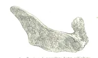 An illustration from Fisica del globo. Spazi, climi e meteore. Corso completo di geografia fisica e di meteorologia, etc (1868)