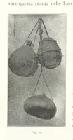 Picture 41 of 91 from Viaggi d'un artista nell'America Meridionale. I Caduvei, Mbayá o Guaycurú. Con prefazione ed uno studio storico ed etnografico del Dott. G. A. Colini. 112 figure, etc (1895), leaf 142