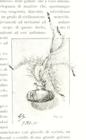 Picture 42 of 91 from Viaggi d'un artista nell'America Meridionale. I Caduvei, Mbayá o Guaycurú. Con prefazione ed uno studio storico ed etnografico del Dott. G. A. Colini. 112 figure, etc (1895), leaf 143