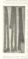 Picture 56 of 91 from Viaggi d'un artista nell'America Meridionale. I Caduvei, Mbayá o Guaycurú. Con prefazione ed uno studio storico ed etnografico del Dott. G. A. Colini. 112 figure, etc (1895), leaf 188