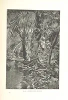 An illustration from Viaggi d'un artista nell'America Meridionale. I Caduvei, Mbayá o Guaycurú. Con prefazione ed uno studio storico ed etnografico del Dott. G. A. Colini. 112 figure, etc (1895)