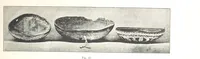 Picture 16 of 91 from Viaggi d'un artista nell'America Meridionale. I Caduvei, Mbayá o Guaycurú. Con prefazione ed uno studio storico ed etnografico del Dott. G. A. Colini. 112 figure, etc (1895), leaf 81