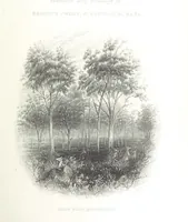 An illustration from Australia ... Illustrated with drawings by Skinner Prout, N. Chevalier, etc. [With maps (1873)