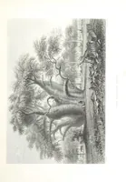 An illustration from Australia ... Illustrated with drawings by Skinner Prout, N. Chevalier, etc. [With maps (1873)