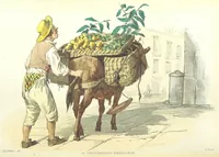 Picture 47 of 86 from Usi e costumi di Napoli e contorni descritti e dipinti. Opera diretta da F. de Bourcard (1853), leaf 238