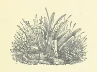 An illustration from All about Derbyshire ... With sixty illustrations, etc (1884)