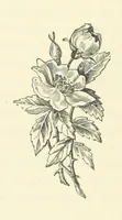 An illustration from Em; or, Spells and counter-spells (1878)