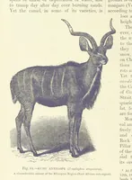 An illustration from Our Earth and its Story: a popular treatise on physical geography. Edited by R. Brown. With ... coloured plates and maps, etc (1887)
