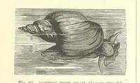An illustration from Our Earth and its Story: a popular treatise on physical geography. Edited by R. Brown. With ... coloured plates and maps, etc (1887)