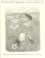 Picture 68 of 279 from Our Earth and its Story: a popular treatise on physical geography. Edited by R. Brown. With ... coloured plates and maps, etc (1887), leaf 109