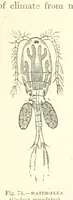 Picture 72 of 279 from Our Earth and its Story: a popular treatise on physical geography. Edited by R. Brown. With ... coloured plates and maps, etc (1887), leaf 113