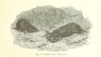 Picture 74 of 279 from Our Earth and its Story: a popular treatise on physical geography. Edited by R. Brown. With ... coloured plates and maps, etc (1887), leaf 115
