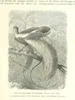 Picture 75 of 279 from Our Earth and its Story: a popular treatise on physical geography. Edited by R. Brown. With ... coloured plates and maps, etc (1887), leaf 117