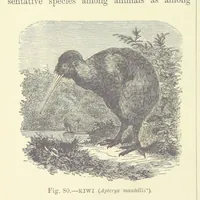 Picture 76 of 279 from Our Earth and its Story: a popular treatise on physical geography. Edited by R. Brown. With ... coloured plates and maps, etc (1887), leaf 118