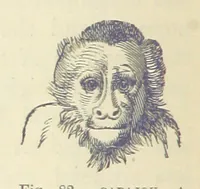 An illustration from Our Earth and its Story: a popular treatise on physical geography. Edited by R. Brown. With ... coloured plates and maps, etc (1887)