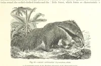 Picture 80 of 279 from Our Earth and its Story: a popular treatise on physical geography. Edited by R. Brown. With ... coloured plates and maps, etc (1887), leaf 127