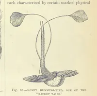 Picture 81 of 279 from Our Earth and its Story: a popular treatise on physical geography. Edited by R. Brown. With ... coloured plates and maps, etc (1887), leaf 128
