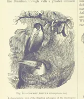 An illustration from Our Earth and its Story: a popular treatise on physical geography. Edited by R. Brown. With ... coloured plates and maps, etc (1887)
