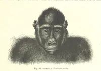 An illustration from Our Earth and its Story: a popular treatise on physical geography. Edited by R. Brown. With ... coloured plates and maps, etc (1887)