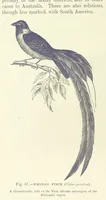 Picture 84 of 279 from Our Earth and its Story: a popular treatise on physical geography. Edited by R. Brown. With ... coloured plates and maps, etc (1887), leaf 130