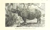 Picture 85 of 279 from Our Earth and its Story: a popular treatise on physical geography. Edited by R. Brown. With ... coloured plates and maps, etc (1887), leaf 131