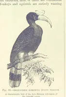 Picture 86 of 279 from Our Earth and its Story: a popular treatise on physical geography. Edited by R. Brown. With ... coloured plates and maps, etc (1887), leaf 132