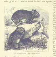 An illustration from Our Earth and its Story: a popular treatise on physical geography. Edited by R. Brown. With ... coloured plates and maps, etc (1887)